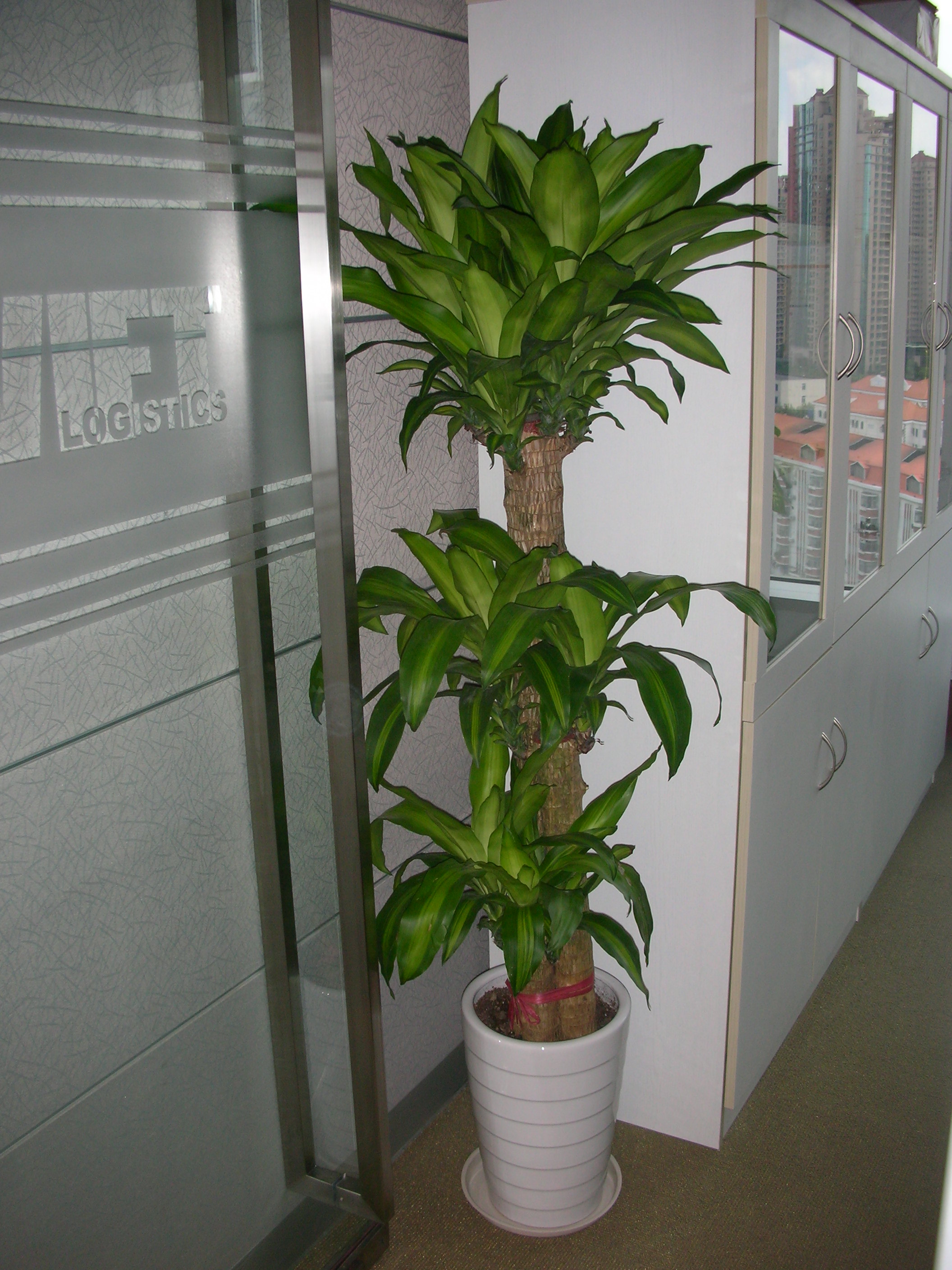 【成都植物租赁】巴西木