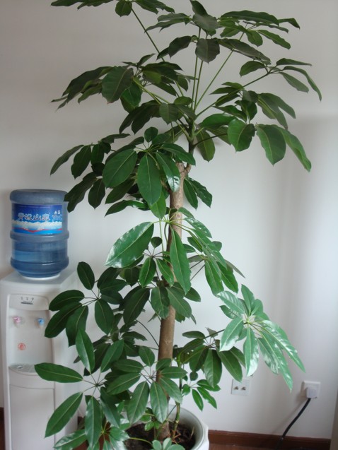 【成都植物租赁】摇钱树