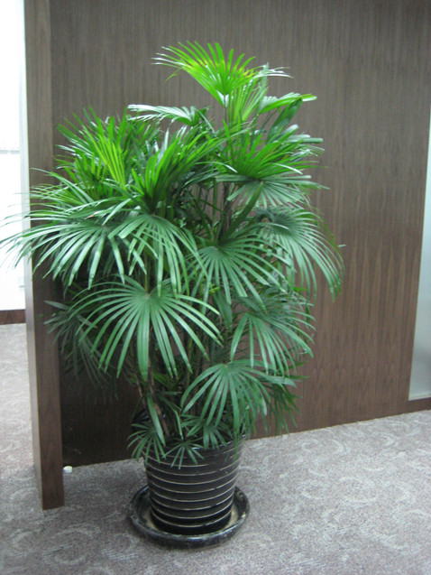 【成都植物租赁】棕竹