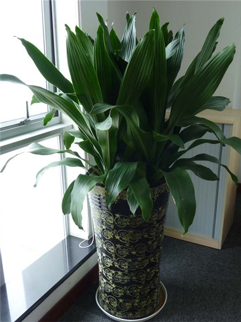 【成都植物租赁】也门铁